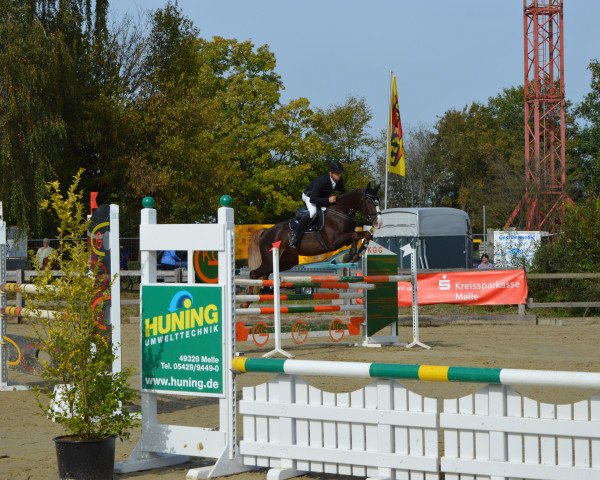 jumper Les Lou (KWPN (Royal Dutch Sporthorse), 2008, from Larino)