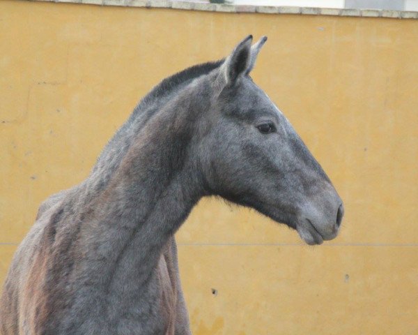 Pferd Montes MZ (Pura Raza Espanola (PRE),  )