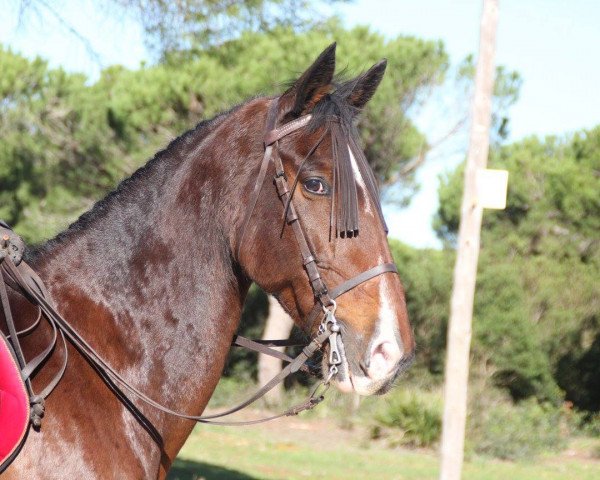 Pferd Wasstrona (KWPN (Niederländisches Warmblut), 2002)