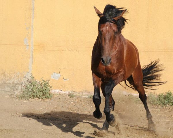 Pferd Belungo (Pura Raza Espanola (PRE), 2010)