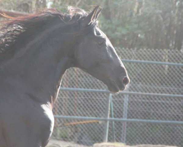 Dressurpferd Cachuli (Pura Raza Espanola (PRE), 2010, von Cechero)