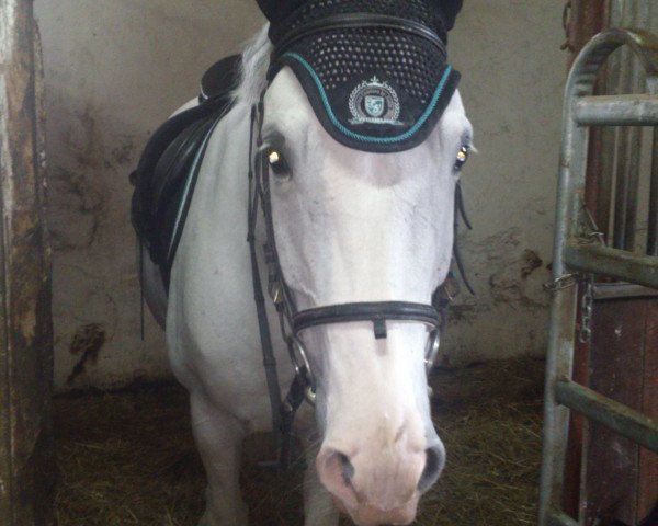 jumper Eurisa (Hanoverian, 2002, from Escudo I)