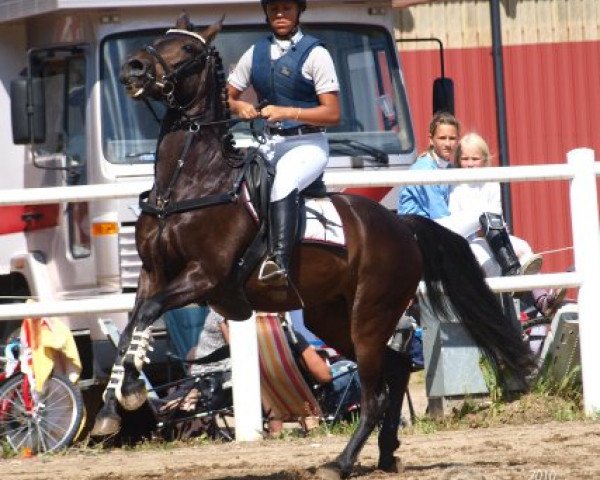 horse Jumping Hot Stuff (German Riding Pony, 1998, from Vivaldi)