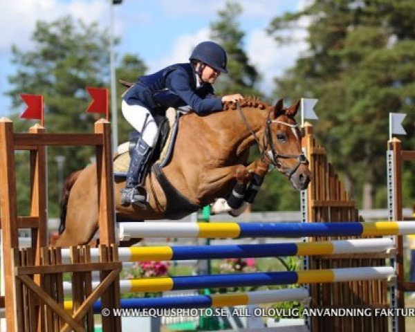 horse Orchid's Vince (New Forest Pony, 2000, from Kantje's Carlando)