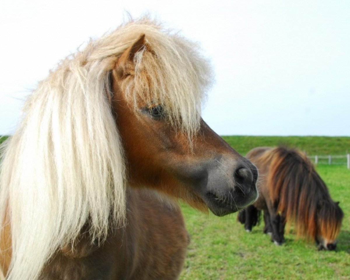 Zuchtstute Meerhusen's Harmonie (Shetland Pony (unter 87 cm), 2002, von Parlington Playboy)