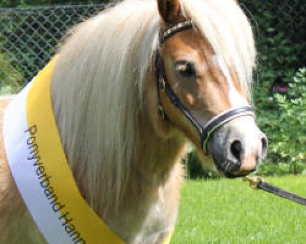 broodmare Gucci RH (Shetland pony (under 87 cm), 2008, from Aber Hallo E)