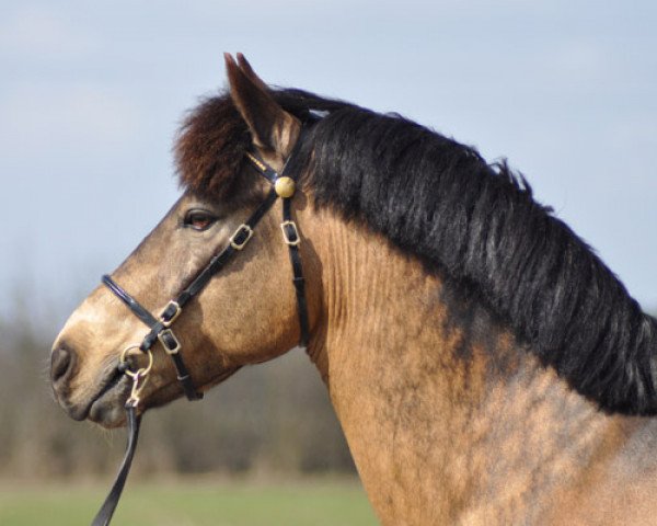 stallion Dimmans Eros (New Forest Pony, 1998, from Fredriksbergs Dizney)