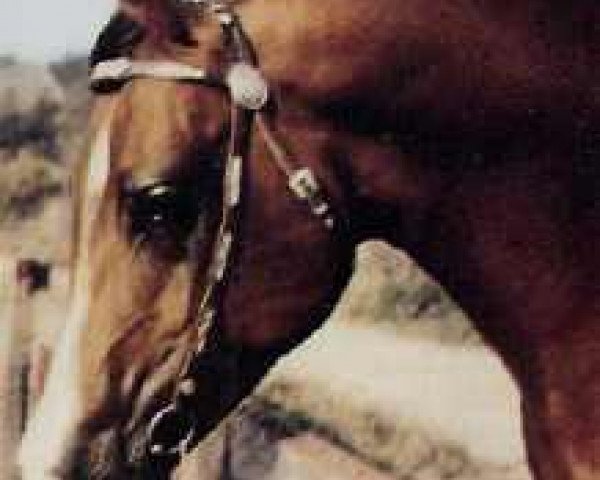 stallion Pomar ox (Arabian purebred, 1971, from Pohaniec 1965 ox)