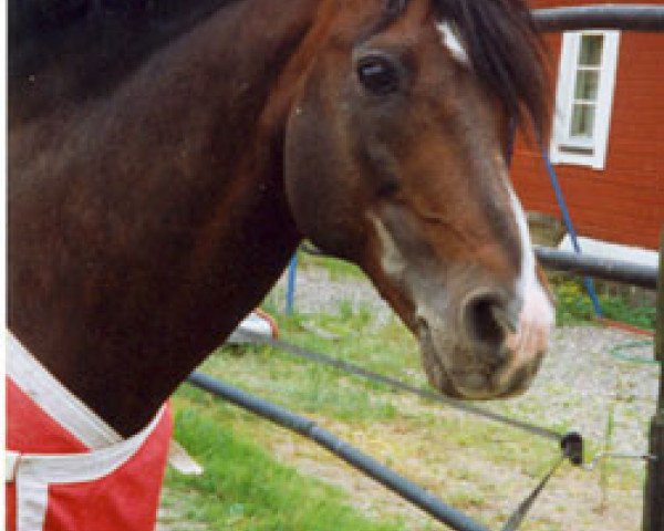 Deckhengst Juno Rory (Connemara-Pony, 1982, von Rory Ruadh)