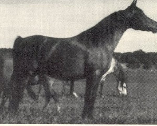 broodmare Bahrou 1970 EAO (Arabian purebred, 1970, from Fabah 1950 ox)