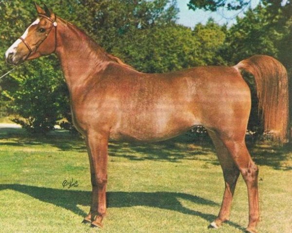 broodmare AN Moroufa ox (Arabian purebred, 1968, from Ibn Moniet El Nefous 1964 EAO)