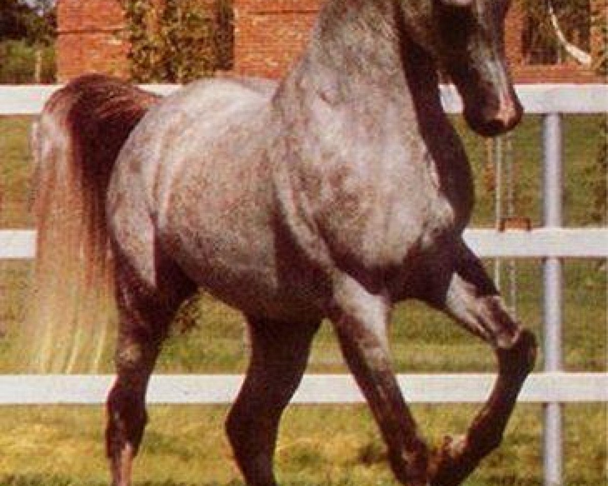 stallion AK Waseem Montaal EAO (Arabian purebred, 1972, from Amaal ox)