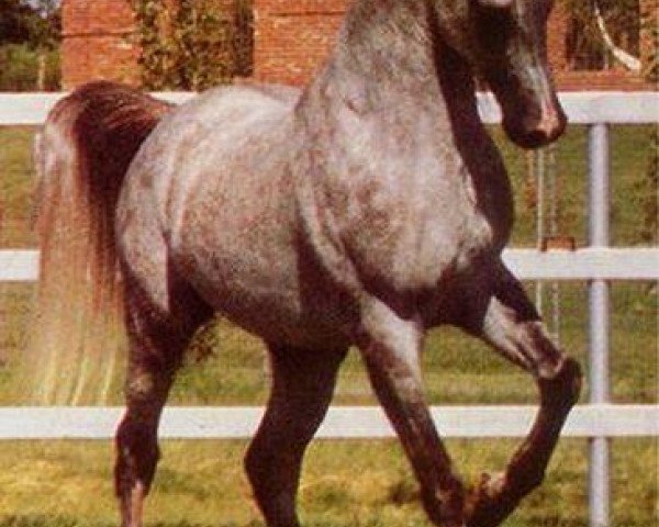Deckhengst AK Waseem Montaal EAO (Vollblutaraber, 1972, von Amaal ox)