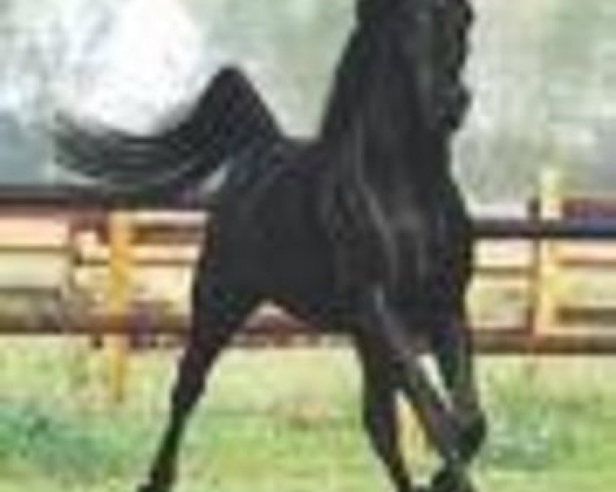 stallion Waseem Mouraad ox (Arabian purebred, 1992, from Waseem Pasha Moniet ox)