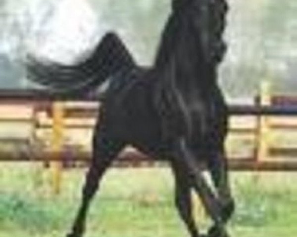 stallion Waseem Mouraad ox (Arabian purebred, 1992, from Waseem Pasha Moniet ox)