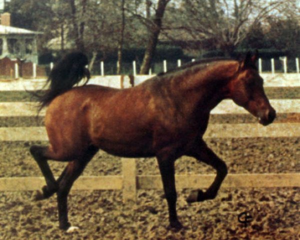 stallion Shiko Ibn Sheikh EAO (Arabian purebred, 1961, from Rashad Ibn Nazeer EAO)