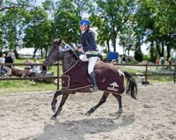 jumper de La Marcos Oliver (Swedish Riding Pony, 2000, from Carolinas Foxglove)