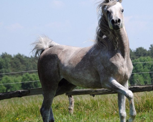 horse DF Azziz (Arabian purebred, 2007, from Radames II ox)