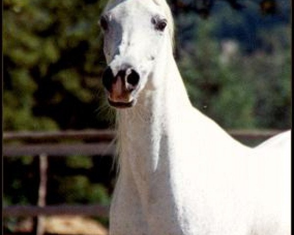 Zuchtstute Rashaqa EAO (Vollblutaraber, 1989, von Ibn Amaal ox)