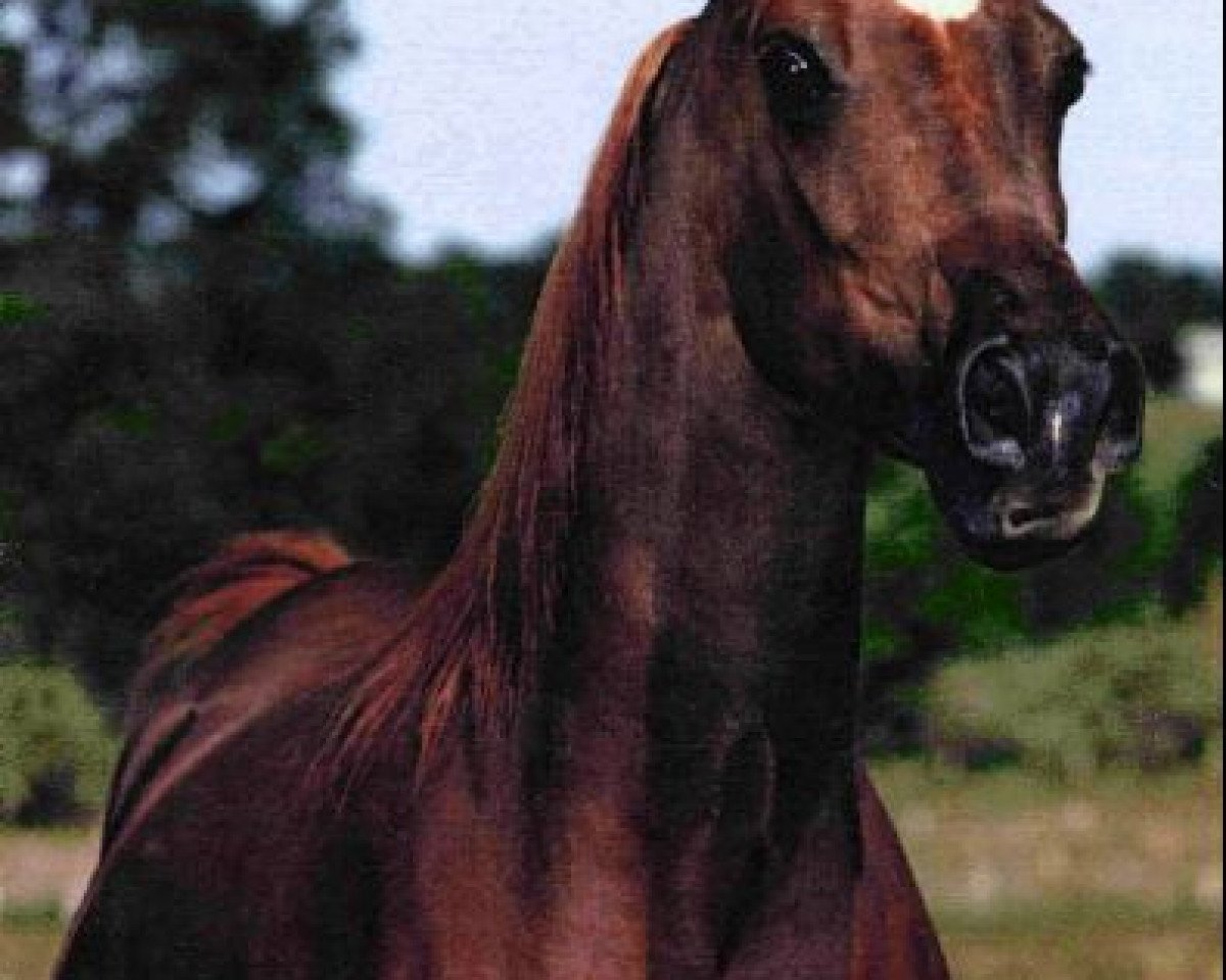 broodmare Shikos Kazmeena EAO (Arabian purebred, 1976, from Shiko Ibn Sheikh EAO)