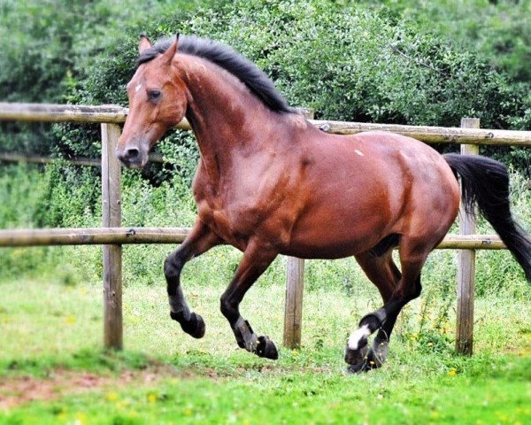 dressage horse Pinot d'oro (Trakehner, 2004, from Exclusiv)