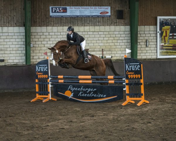 Springpferd Summer 58 (Hannoveraner, 2006, von Santino)