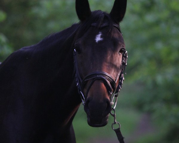 dressage horse Daily Peppermint (Hanoverian, 2007, from Dancier)