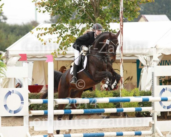 jumper Doornkaat 47 (Hanoverian, 2008, from Don Bosco)