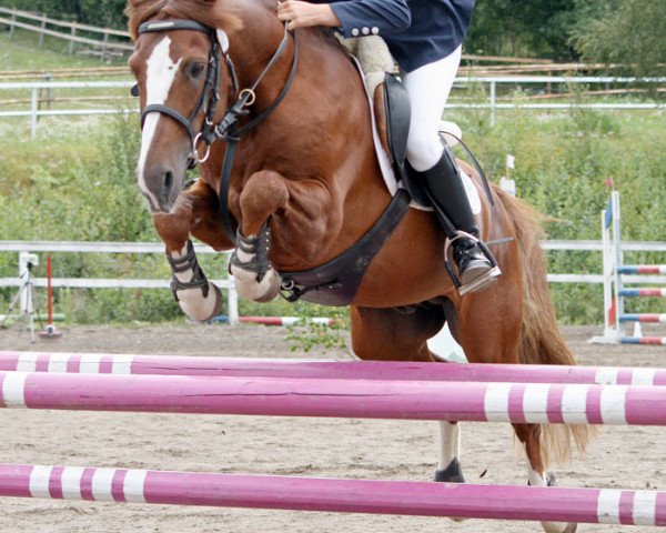stallion Moflos Zmirnof (Welsh-Pony (Section B), 1997, from Wärnanäs Sigill RW 60) stallion Moflos Zmirnof (Welsh-Pony (Section B), 1997, from Wärnanäs Sigill RW 60)