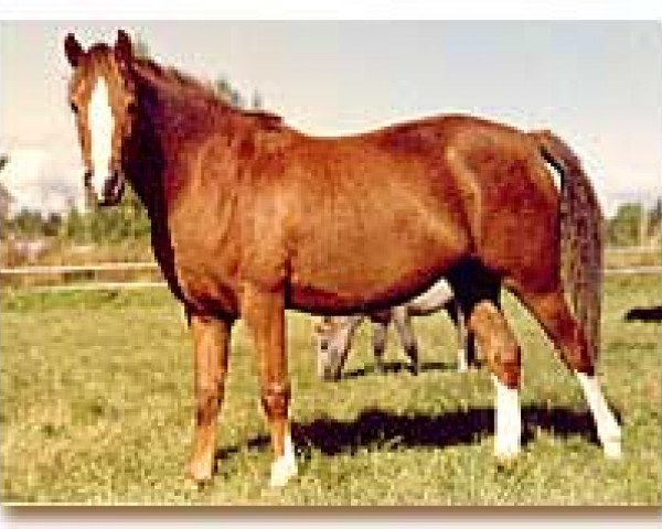 broodmare Zorba (Welsh-Pony (Section B), 1990, from Dito) broodmare Zorba (Welsh-Pony (Section B), 1990, from Dito)