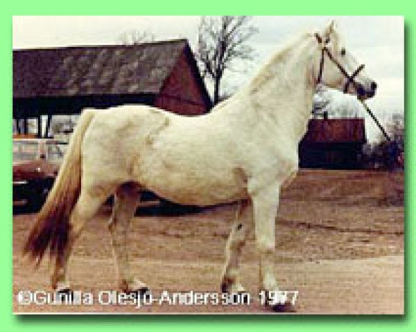 stallion Coed Coch Barwn (Welsh-Pony (Section B), 1954, from Criban Victor)