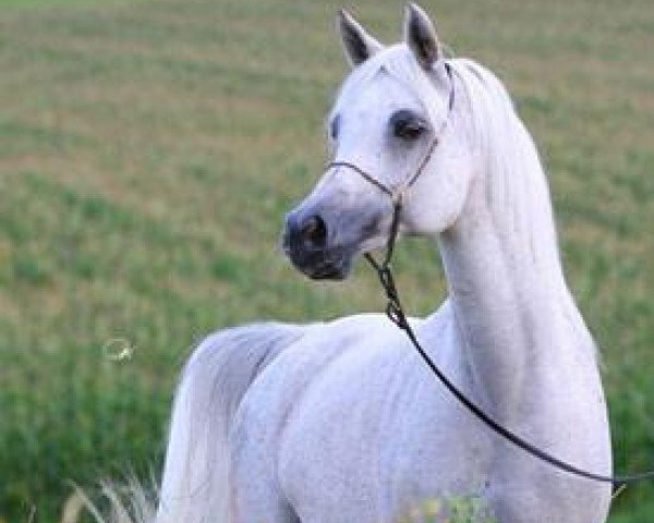 broodmare Mahdeenah EAO (Arabian purebred, 1994, from Ansata Amir Zaman EAO)