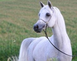 broodmare Mahdeenah EAO (Arabian purebred, 1994, from Ansata Amir Zaman EAO)