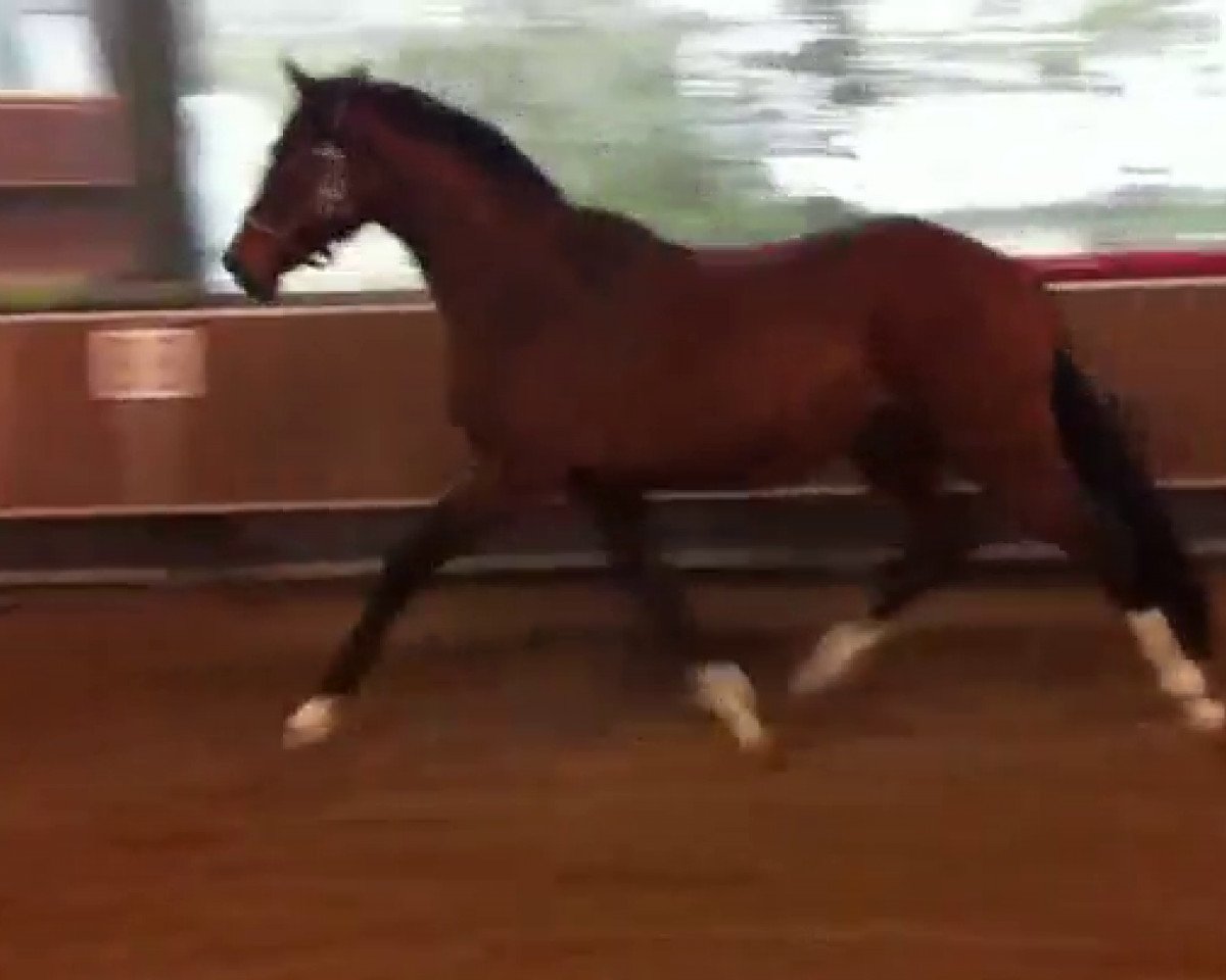 horse Blaze of fame (Rhinelander, 2010, from Belissimo NRW)