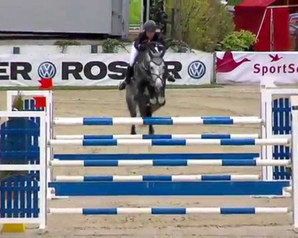 Deckhengst H C.s.r. Center (Belgisches Warmblut, 2007, von Cento)