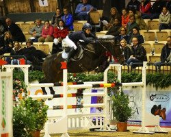 broodmare Niagara (Oldenburg show jumper, 2002, from Lord Pezi)