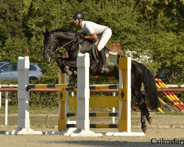 Pferd Sibene (Ungarisches Warmblut, 2007)