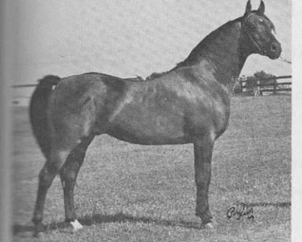 stallion Gazon ox (Arabian purebred, 1955, from Ferzon ox)