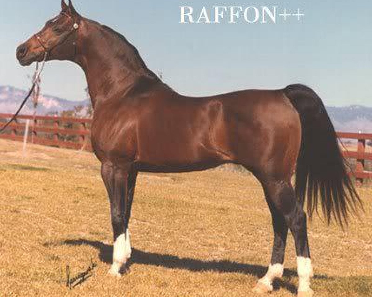 stallion Raffon ox (Arabian purebred, 1961, from Gazon ox)