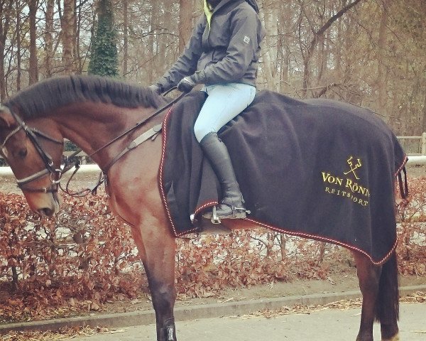 Springpferd Sir Corde (Hannoveraner, 2009, von Sir Shutterfly)