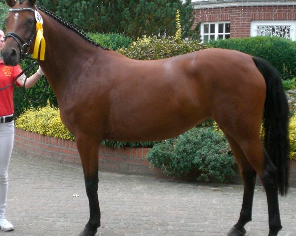 Zuchtstute Pamina (Deutsches Reitpony, 2010, von Nemax)