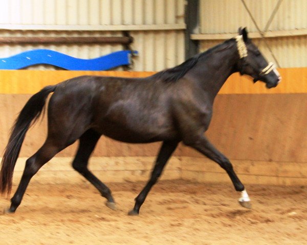 Yegua de cría Friedlinde (Hannoveriano, 2011, de Fürst Nymphenburg)