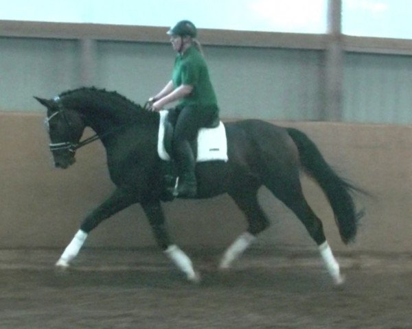 horse Wallach von Rotspon (Hanoverian, 2011, from Rotspon)