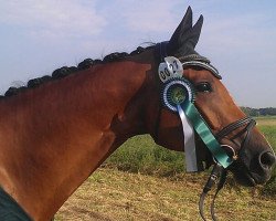 Dressurpferd Amazing me (Hannoveraner, 2009, von Alabaster)