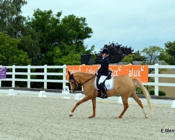 dressage horse Miss Valentina Mo (German Riding Pony, 2003, from Mentos Charmeur)