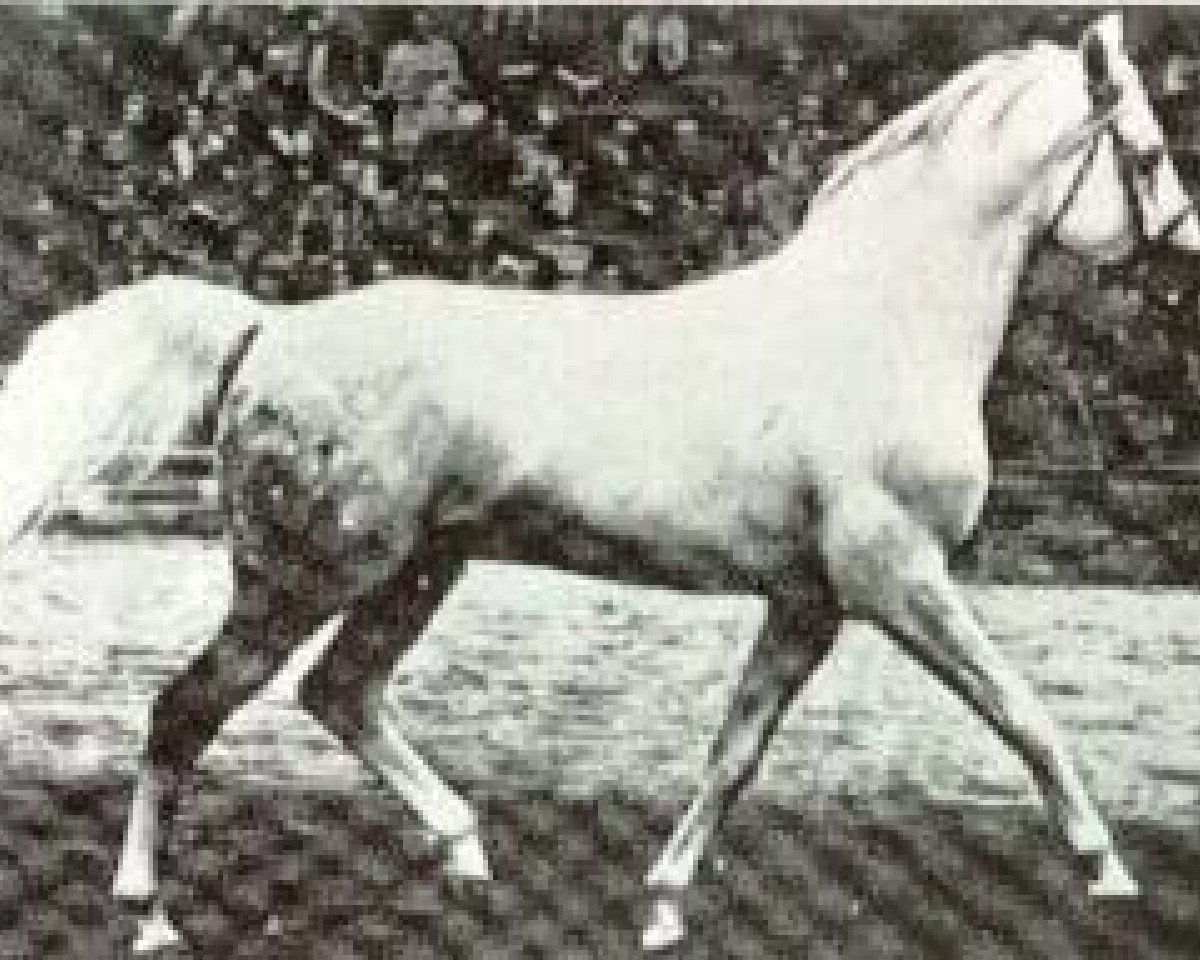 stallion Neptun 1962 ox (Arabian purebred, 1962, from Pomeranets 1952 ox)