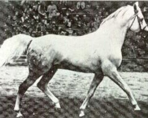 stallion Neptun 1962 ox (Arabian purebred, 1962, from Pomeranets 1952 ox)