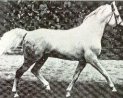 stallion Neptun 1962 ox (Arabian purebred, 1962, from Pomeranets 1952 ox)