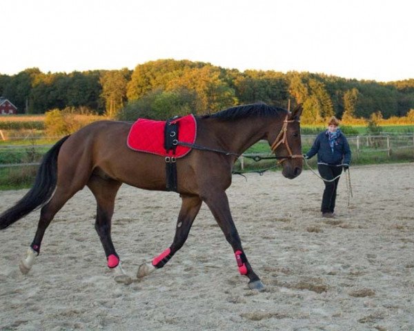 horse Charly (Hanoverian, 2009, from Christ)