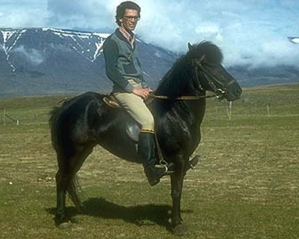 Zuchtstute Lyfting frá Flugumýri (Islandpferd, 1973, von Sörli frá Sauðárkróki)